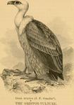 griffon vulture, Eurasian griffon (Gyps fulvus)