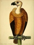 griffon vulture, Eurasian griffon (Gyps fulvus)