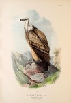 griffon vulture, Eurasian griffon (Gyps fulvus)