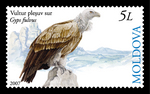 griffon vulture, Eurasian griffon (Gyps fulvus)