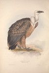 griffon vulture, Eurasian griffon (Gyps fulvus)