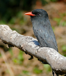 black-fronted nunbird (Monasa nigrifrons)