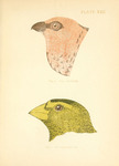 pine grosbeak (Pinicola enucleator), evening grosbeak (Coccothraustes vespertinus)