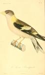 evening grosbeak (Coccothraustes vespertinus)