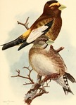 evening grosbeak (Coccothraustes vespertinus)