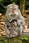 crab-eating macaque (Macaca fascicularis)