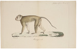 crab-eating macaque (Macaca fascicularis)