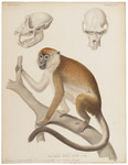 crab-eating macaque (Macaca fascicularis)