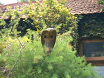 Indian cobra (Naja naja)