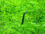 Indian cobra (Naja naja)