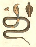 Indian cobra (Naja naja)