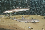 spiny dogfish (Squalus acanthias)