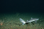 spiny dogfish (Squalus acanthias)