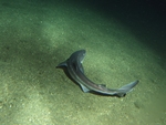 spiny dogfish (Squalus acanthias)