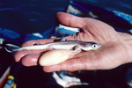 spiny dogfish (Squalus acanthias)