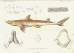 spiny dogfish (Squalus acanthias)