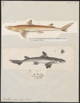 spiny dogfish (Squalus acanthias)