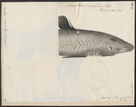 spiny dogfish (Squalus acanthias)