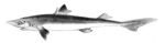 spiny dogfish (Squalus acanthias)