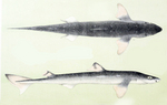 spiny dogfish (Squalus acanthias)