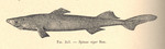 spiny dogfish (Squalus acanthias)