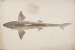 spiny dogfish (Squalus acanthias)