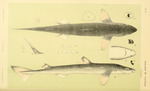 spiny dogfish (Squalus acanthias)