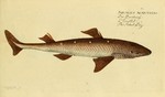 spiny dogfish (Squalus acanthias)