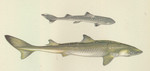 spiny dogfish (Squalus acanthias)