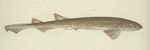 spiny dogfish (Squalus acanthias)