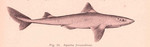 spiny dogfish (Squalus acanthias)