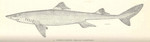 spiny dogfish (Squalus acanthias)