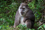 Tibetan macaque (Macaca thibetana)