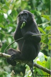 pig-tailed langur (Simias concolor)