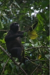 pig-tailed langur (Simias concolor)