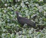 green ibis (Mesembrinibis cayennensis)