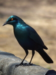 greater blue-eared glossy-starling (Lamprotornis chalybaeus)