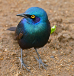 greater blue-eared glossy-starling (Lamprotornis chalybaeus)