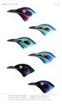 purple glossy starling (Lamprotornis purpureus), lesser blue-eared glossy-starling (Lamprotornis...