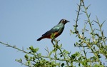 chestnut-bellied starling (Lamprotornis pulcher)