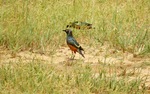 chestnut-bellied starling (Lamprotornis pulcher)