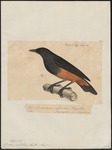 chestnut-bellied starling (Lamprotornis pulcher)