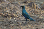 lesser blue-eared glossy-starling (Lamprotornis chloropterus)