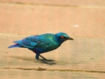 lesser blue-eared glossy-starling (Lamprotornis chloropterus)