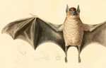 common vampire bat (Desmodus rotundus)