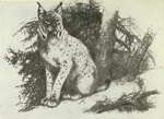 Eurasian lynx (Lynx lynx)