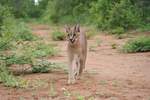 caracal, desert lynx (Caracal caracal)