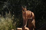 caracal, desert lynx (Caracal caracal)