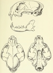 caracal, desert lynx (Caracal caracal)