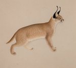 caracal, desert lynx (Caracal caracal)